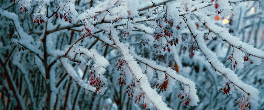 Beautiful covered with snow, the wild rosehip bush with bright red berries. Winter nature, environment.
