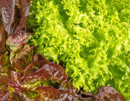 Different types of fresh lettuce fill the format as a background