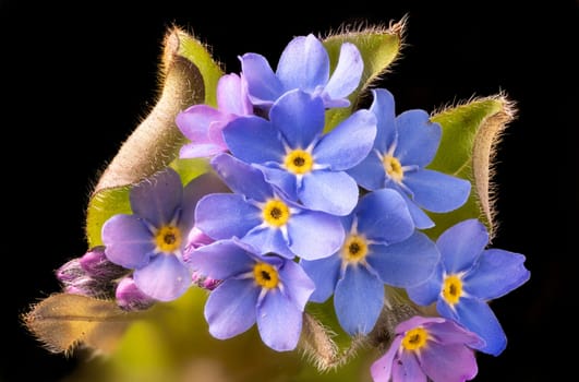 Closeup of a forget-me-not flower and leaves against a dark background