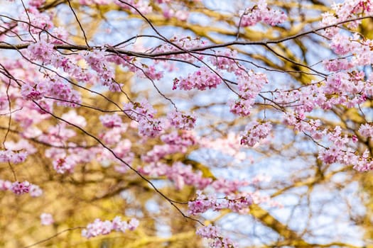 Cherry Tree In Spring. Sakura Flowers Background