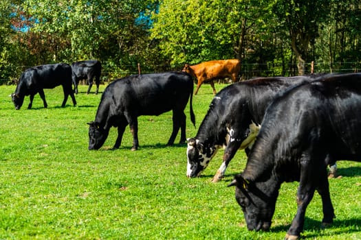 Cattle in the meadow. Cows on a green field.