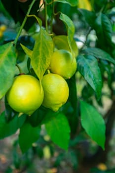Fresh green lemon limes on tree in organic garden