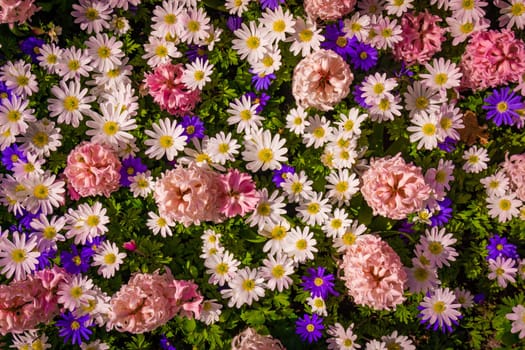 Shot Of Colorful Flowers.  Floral Background