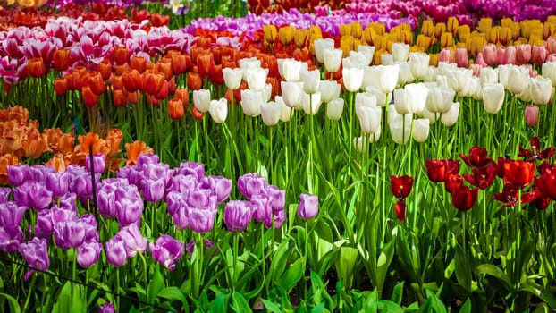 Shot Of Colorful Flowers.  Floral Background