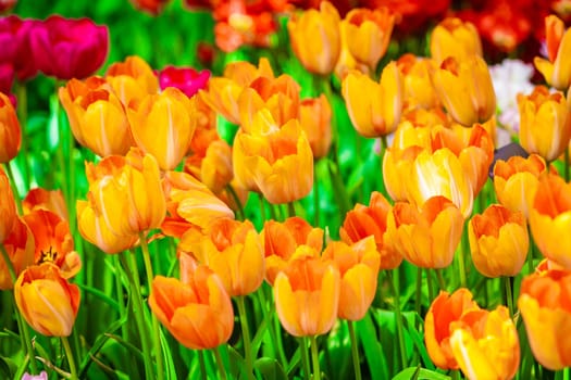 Floral Tulips Background. Tulip Field