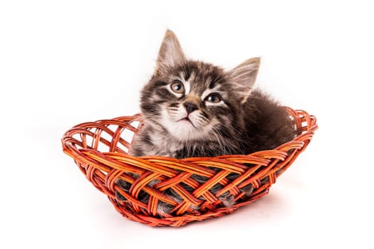 Cute little kitten in wicker basket on white background.