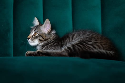 kitten is very beautiful.  gray kitten