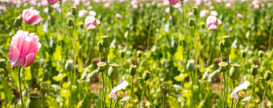 Panorama from pink poppies in blossom on a summer meadow