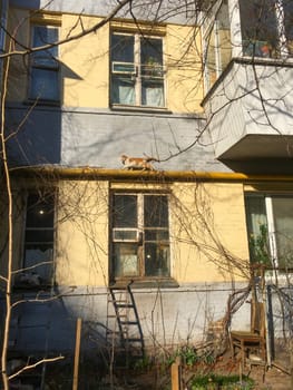 Typical old building yard with cats. Kiev, Ukraine