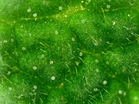 sage leaf with oil glands