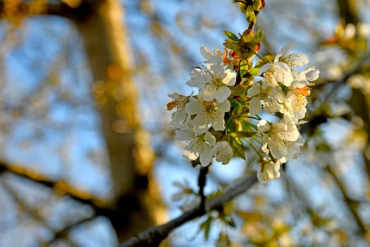 Wild cherry blossom in spring in backlit Germany