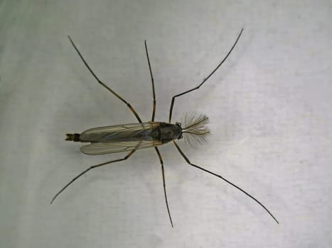 male buzzer midge in a macro