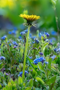 Macro shot of a field of forget-me-nots and a single dandelion blossom against a blurred background.