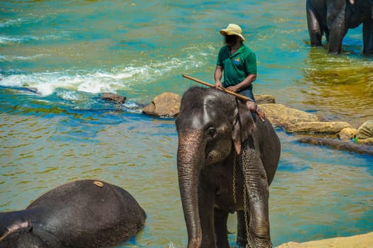 Elephant orphanage (Sri Lanka Pinnawara). Shooting Location: Sri Lanka