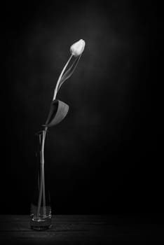 A tulip in a vase. Classic still life with a single tulip flower in a vintage glass vase on a dark background and an old wooden table. Art photography. Black and white style.