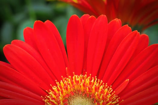Macro of a red gerbera at the bottom of the photo.