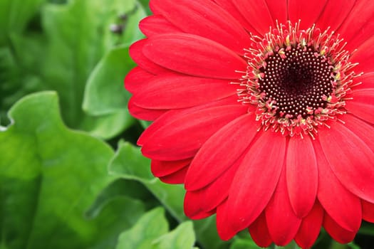 Macro of a red gerbera at the top right hand corner.