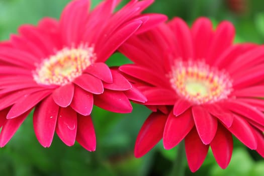 Two pink gerberas close to each other.
