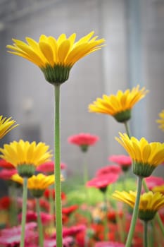 Side view of yellow gerbera flowers blooming.