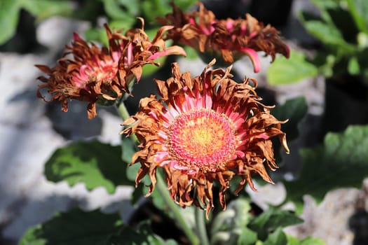 Closeup of drying pink gerbera flower heads.