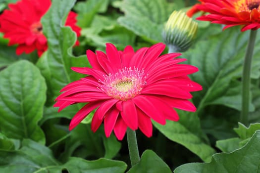 Closeup of red gerbera and buds growing.