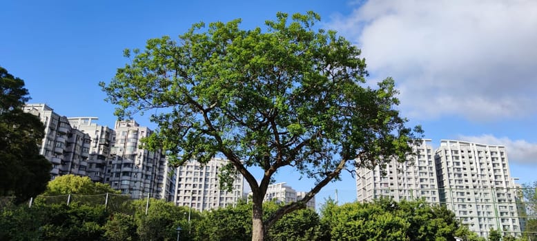 The green tree on a meadow, with clear blue sky in the background, panorama format