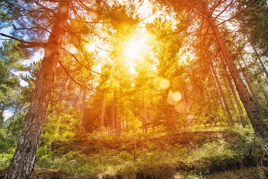 Sunlight through the branches of woods trees