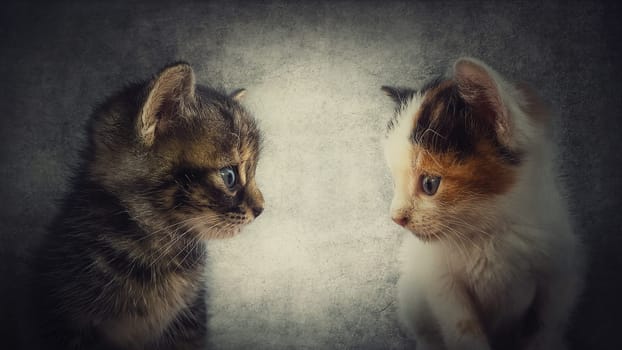 Close up portrait of two adorable kitten standing one in front another. Little cats looking curious each other isolated on a grey wall background. Animals couple cute love. Charming different pets