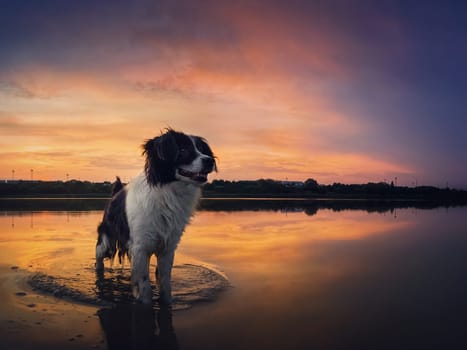 Beautiful sunset sky reflecting on the lake. Outdoors adventure scene with a charming dog refreshing in the pond water. Overjoyed pet enjoys the idyllic evening walk. Puppy looking attentive aside