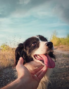 Dog and man friendship concept. Master hand petting his dog friend. Funny playful puppy, open mouth showing long tongue, feeling excited as plays with his owner. Person caressing his cute pet outdoors