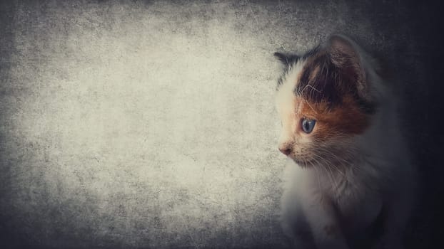 Side view close up portrait of an adorable kitten looking curious, isolated on a gray wall background with copy space for advertising. Cute little cat, striped brown and grey fur. Lovely fluffy pet