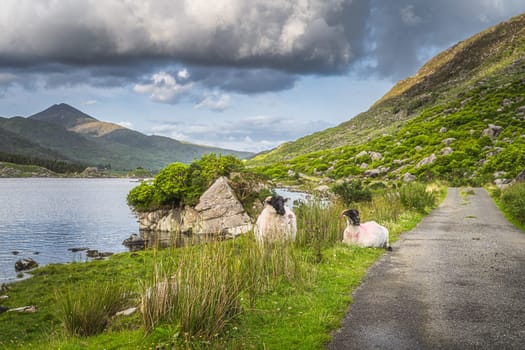 Two sheep or rams resting on the grass between lake and country road in Black Valley, MacGillycuddys Reeks mountains, Ring of Kerry, Ireland