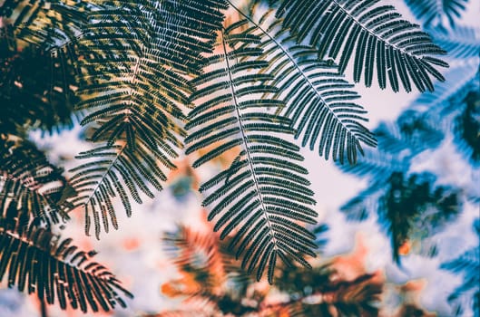 Close up on green leaves of palm tree.