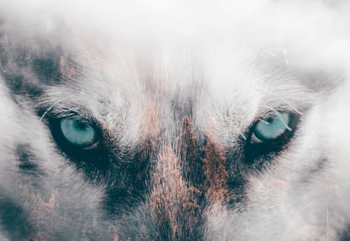 Double exposure image of a Siberian husky dog and a snowy pine forest.