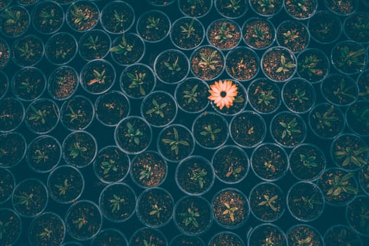 A bunch of baby plants growing inside of pots inside of a greenhouse nursery.
