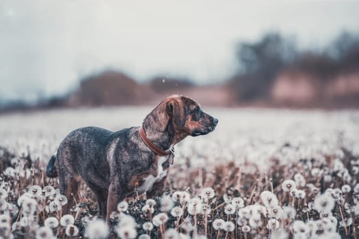 Cute little dog having fun on the meadow full of fluffy dandelions.