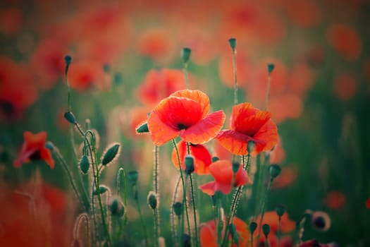 Poppies in the field - Remembrance Sunday background - Image