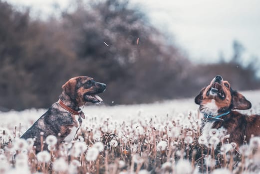 Two cute, happy dogs have fun on a fluffy dandelion field.