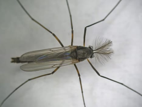 male buzzer midge in a macro
