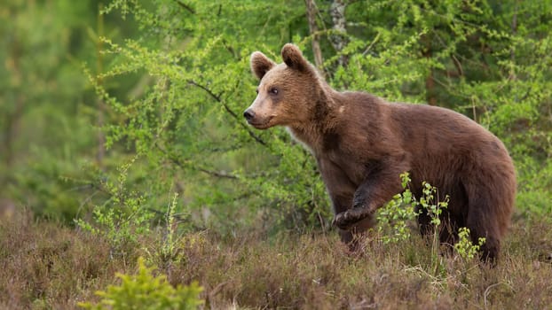 Young brown bear, ursus arctos, walking in forest in summer nature. Baby predator moving in fresh woodland in summertime. Juvenile mammal looking in glade.