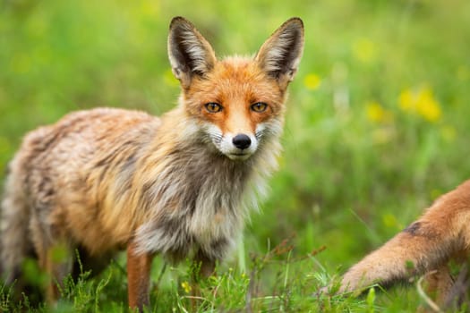 Red fox, vulpes vulpes, looking on meadow in summer nature in close-up. Orange mammal staring to the camera on grassland. Portait of wild animal on green field.