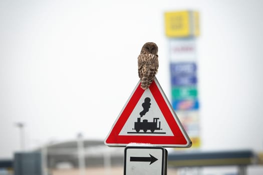 Beautiful ural owl, strix uralensis, perched on the top of the traffic sign in the urban area. Solitary bird resting in the city. Wild raptor near the road. Contrast of urban wildlife.