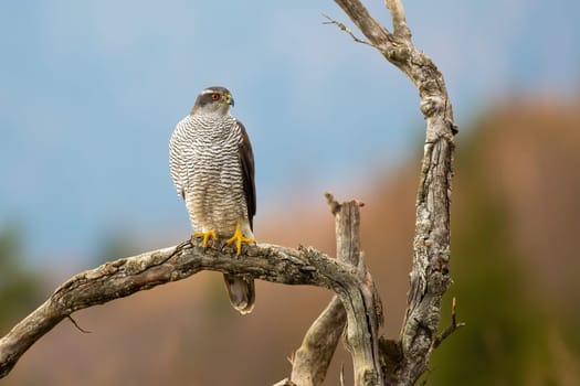 Northern goshawk, accipiter gentilis, sitting on branch in autumn nature. Bird of prey looking on dry tree in fall. Feathered predator observing on wood.
