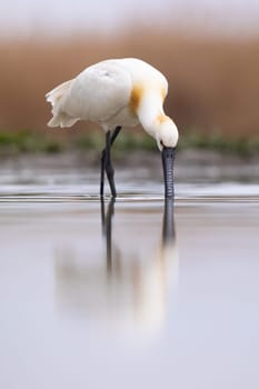 Eurasian spoonbill, platalea leucorodia, wading in water in vertical shot. White bird with long dark beak feeding in lake. Long-legged feathered animal moving in wet nature.