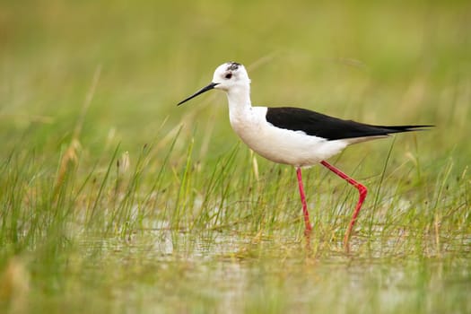Black-winged stilt, himantopus himantopus wading in water of wetland in summer nature. Wader bird with long pink legs and black and white feathers walking on riverbank with growing grass.