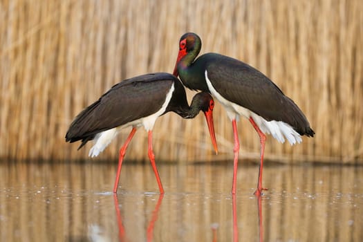 Pair of courting black stork, ciconia nigra, in the water. Coupling behaviour of wild animals in spring nature. Adult birds with colourful plumage having a connection in the wetland.