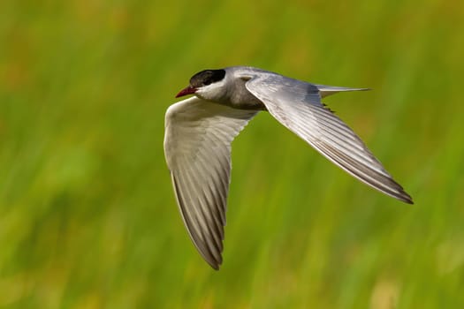 Fast common tern, sterna hirundo, flying in hight speed in green nature in summer. Grey bird in motion with spread wings. Little white and black seabird in flight over the grass.