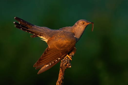 Common cuckoo, cuculus canorus, holding worm on tree in summer sunset. Feathered animal eating insect on branch in evening sun. Male bird looking on wood.