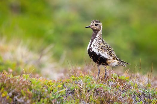 European golden plover, pluvialis apricaria, looking on heathland in Iceland. Camouflaged bird standing on meadow with copy space. Brown winged animal watching on grass.