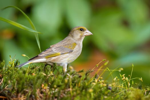 Female european greenfinch, chloris chloris, sitting on a green moss in summer nature. Little bird resting on the ground from side view with blurred background.